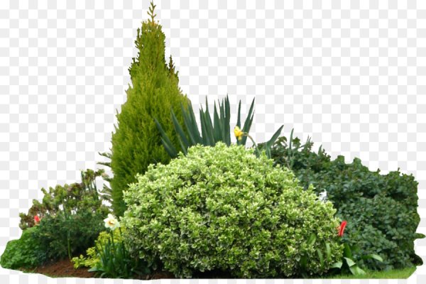 Кусты для озеленения