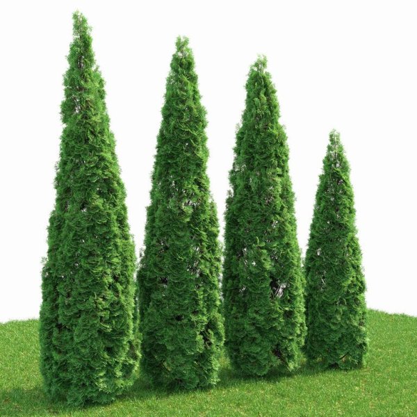 Туя Смарагд высота