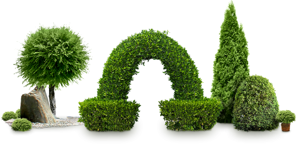 Озеленение на белом фоне