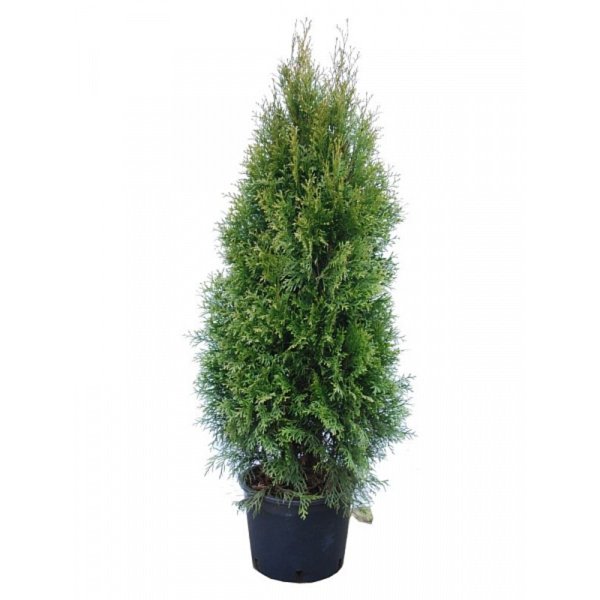 Туя Смарагд 70 см