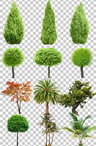 Деревья и кусты на прозрачном фоне
