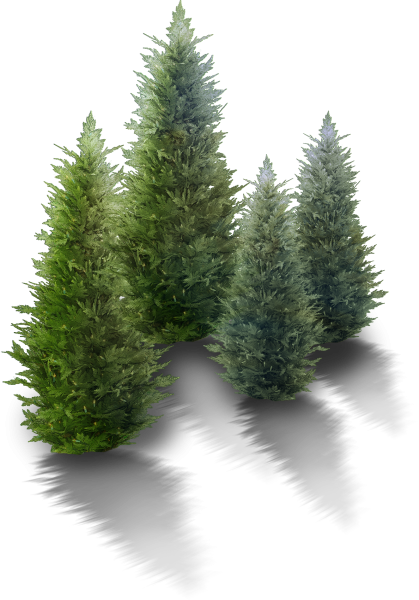 Хвойные растения