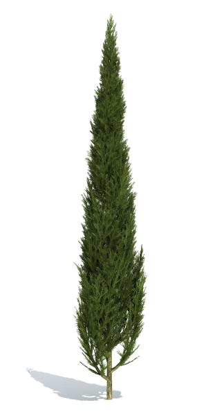 Кипарис на белом фоне