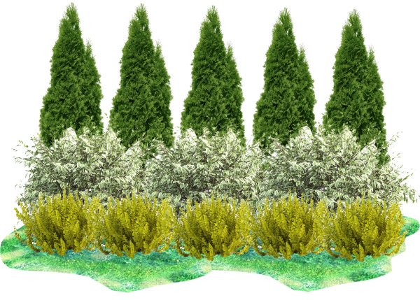 Изгородь туя дерен