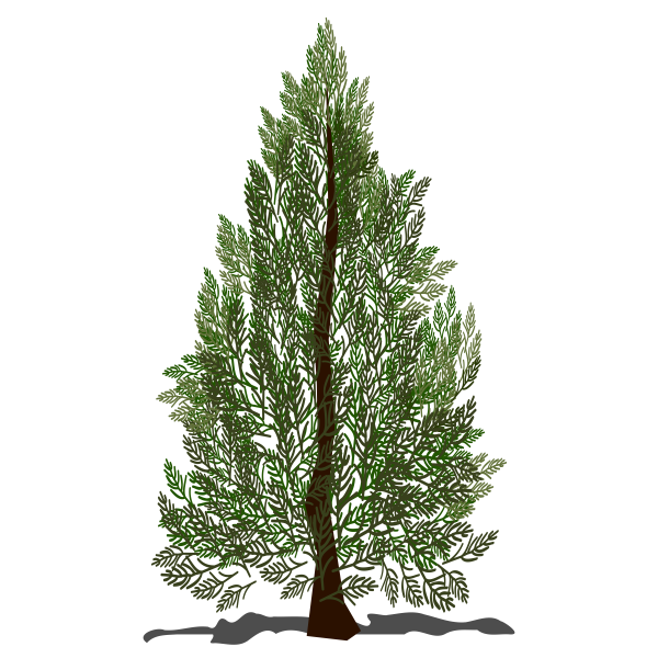 Кипарис листья