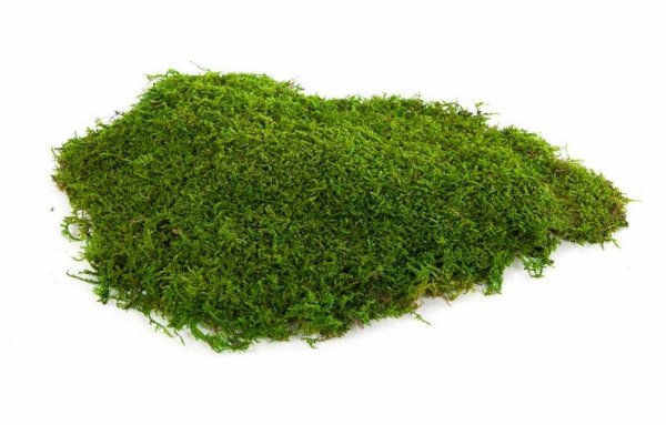 Мох на прозрачном фоне