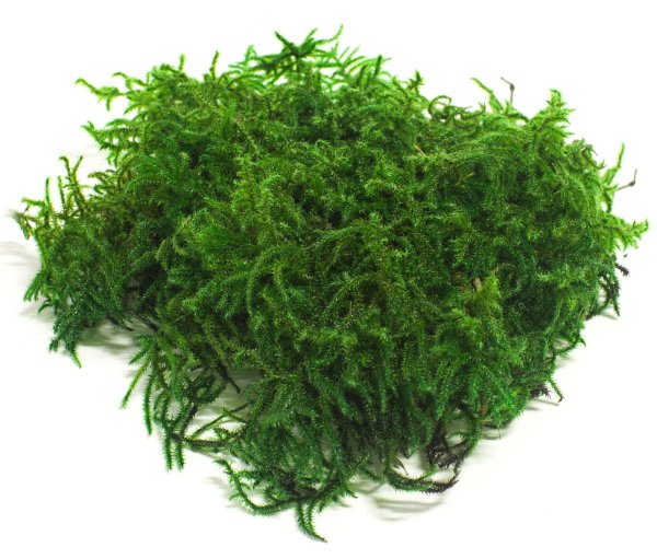 Мох платмос