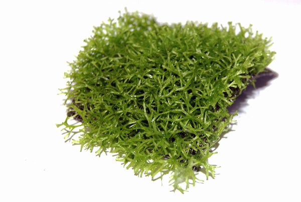 Меристемное Pogostemon SP. Middle Green