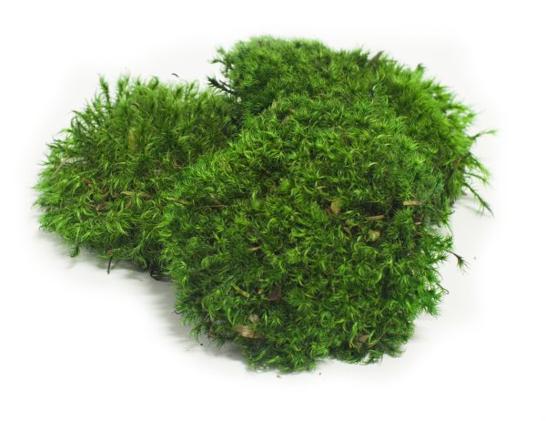 Мох на белом фоне