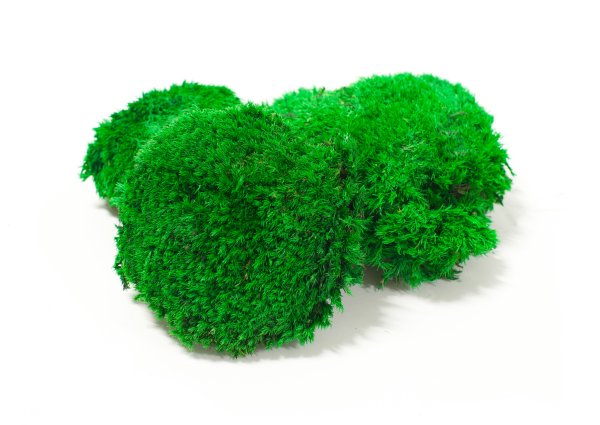 Мох Кочковой