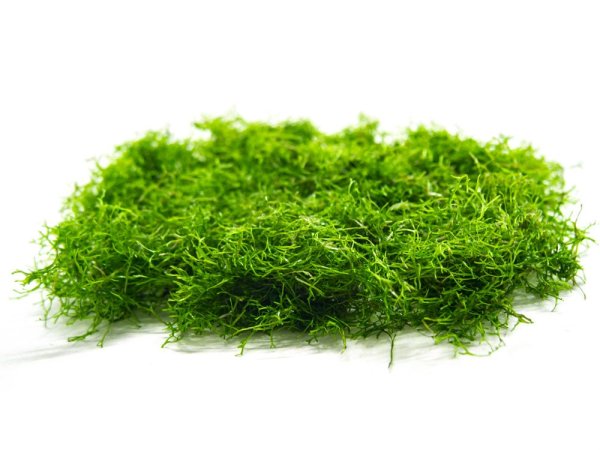 Риччия (riccia Fluitans)