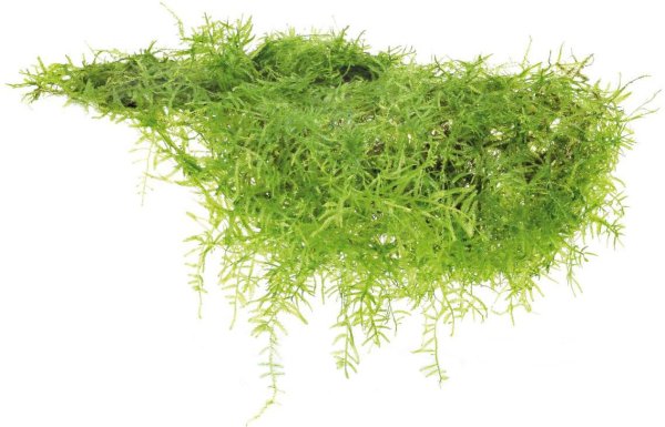 Мох Креепинг (Vesicularia miquelii - Creeping Moss)