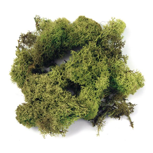 Сфагнум болотный