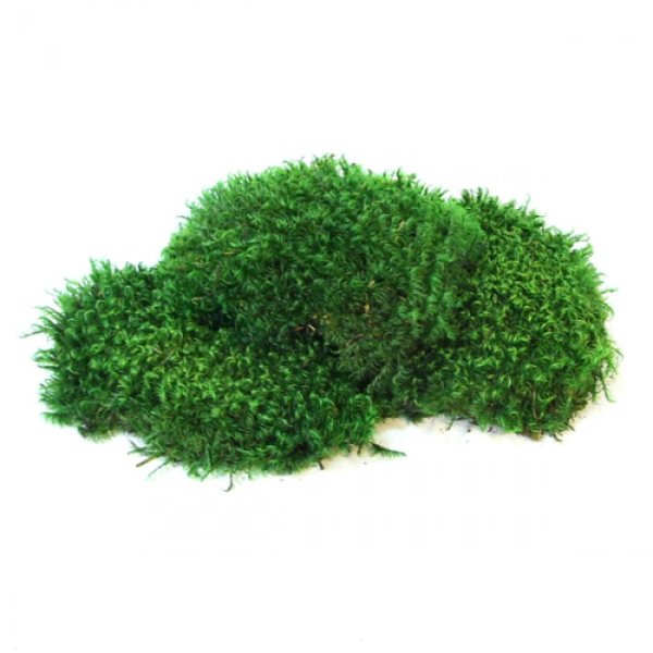 Мох Лесная кочка стабилизированная