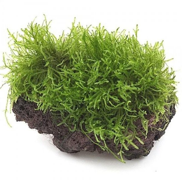 Яванский мох