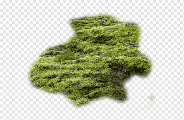 Мох для фотошопа