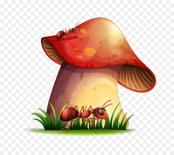 Грибы маслята для детей