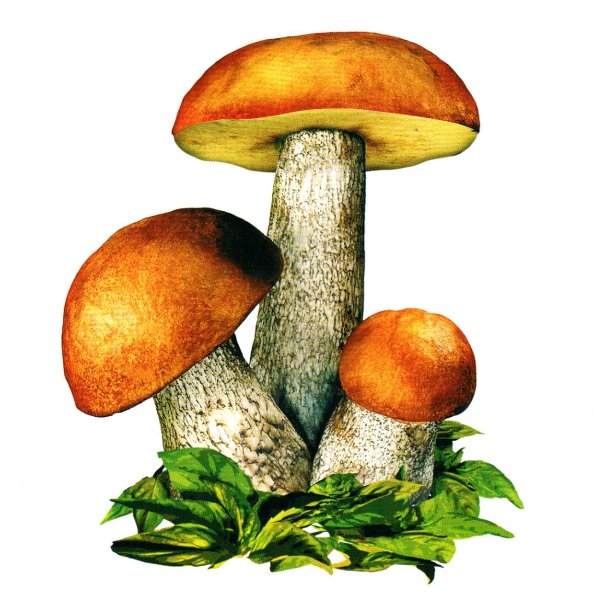 Гриб мультяшный