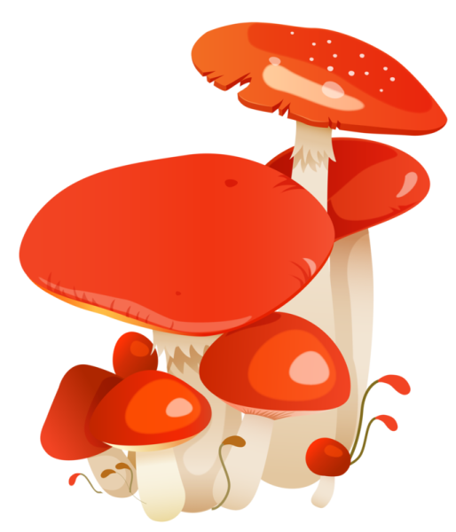 Рисунки грибов