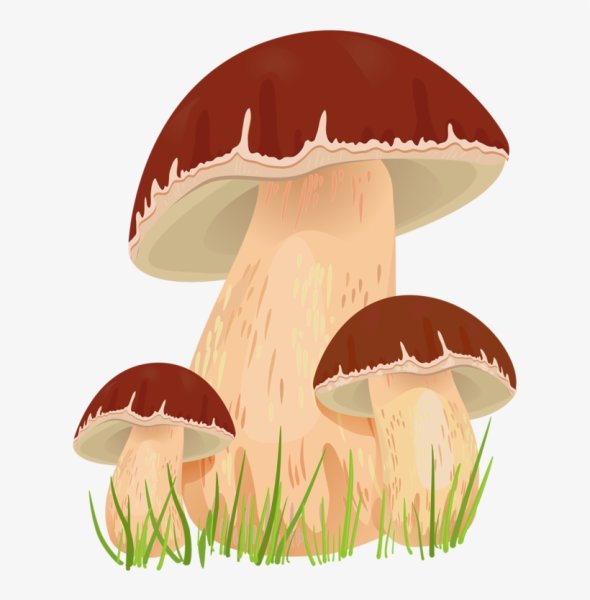 Гриб Боровик для детей