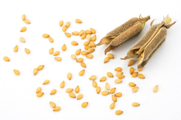 Семена и плоды кунжута