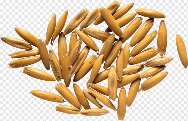 Плод Зерновка овес