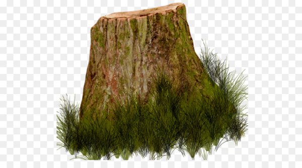 Пень на белом фоне