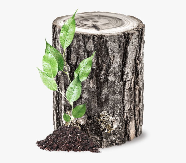 Пень для фотошопа