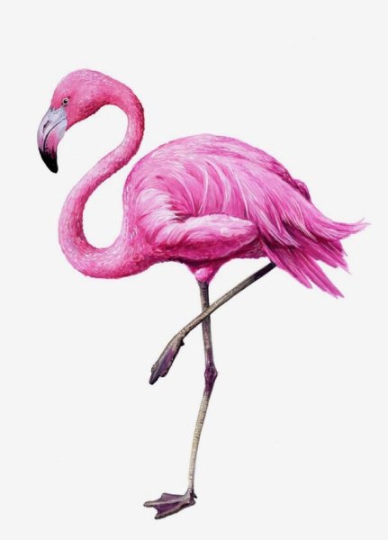 Розовый Фламинго для детей