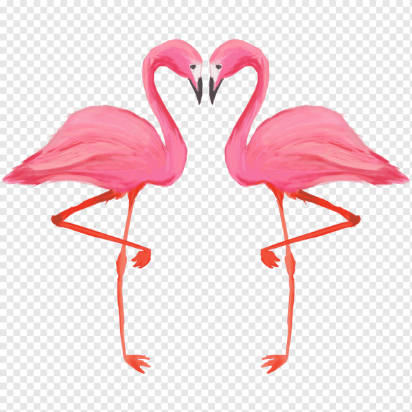 Фламинго на прозрачном фоне