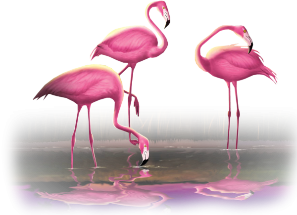 Фламинго фото