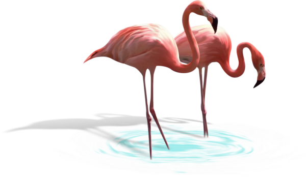 Фламинго на белом фоне