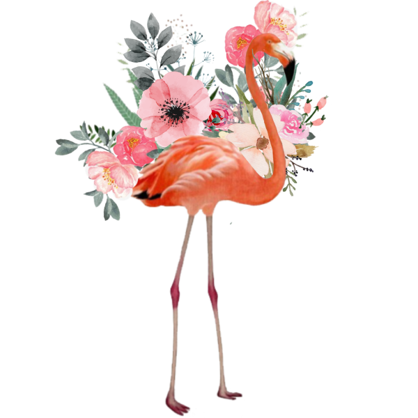 Фламинго иллюстрация
