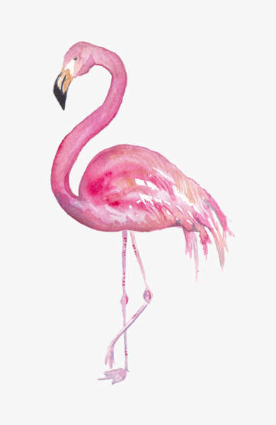 Фламинго иллюстрация