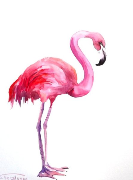 Фламинго на прозрачном фоне