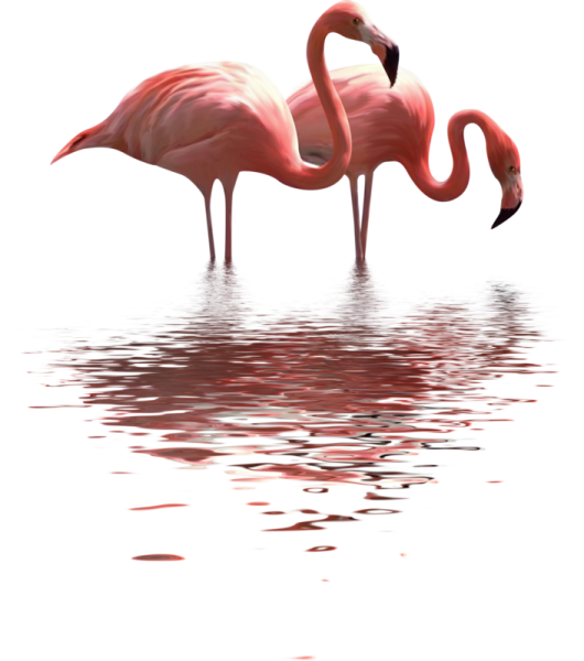 Фламинго на белом фоне