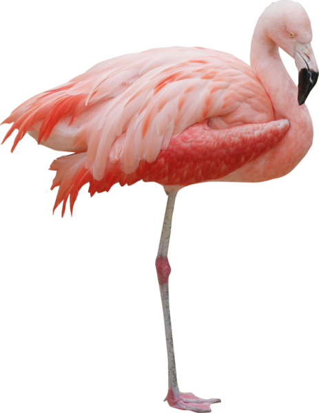 Мультяшные Фламинго
