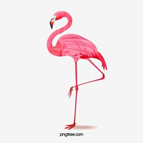 Розовый Фламинго клипарт