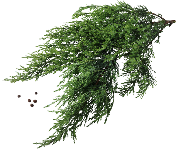 Ветви можжевельника