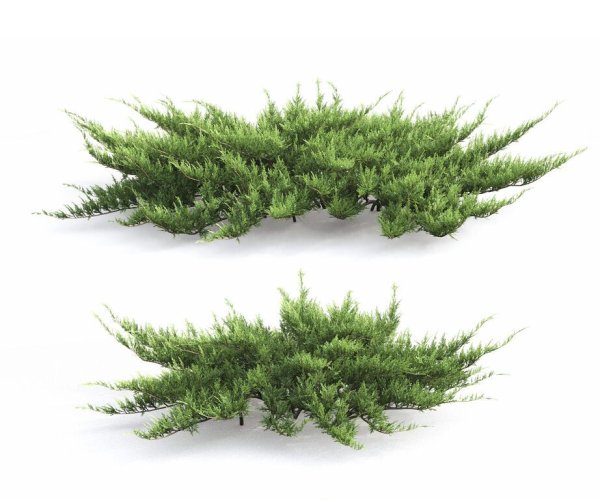 Можжевельник минт джулеп