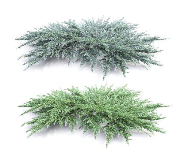 Можжевельник лежачий Нана