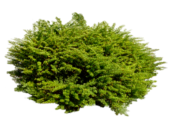 Можжевельник на белом фоне