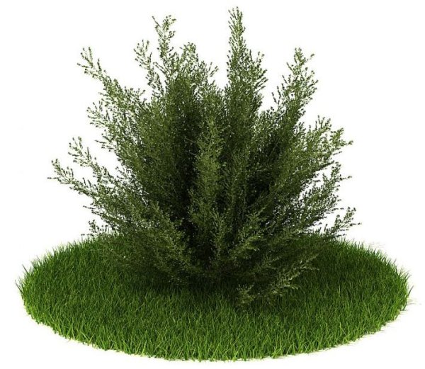 Полынь Тунберга