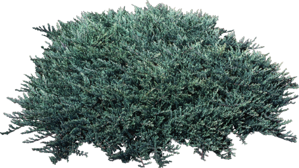 Можжевельник Блю карпет на белом фоне