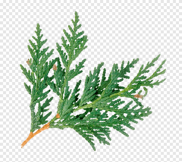 Кипарисовая туя веточки