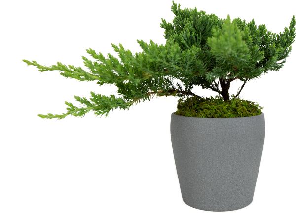 Можжевельник казацкий 3d