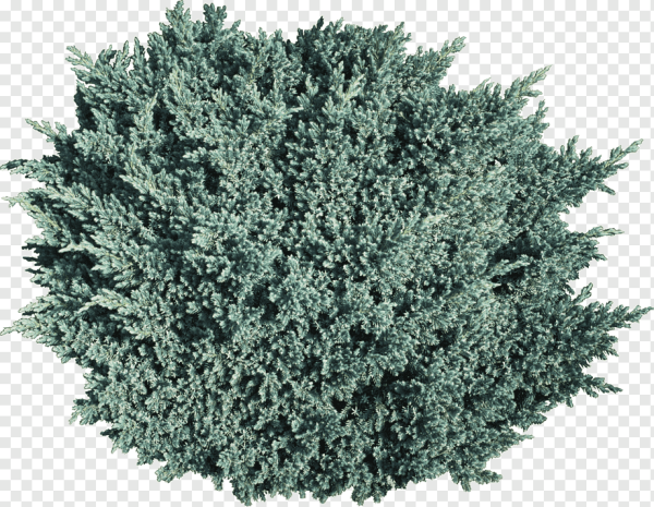 Можжевельник Буш