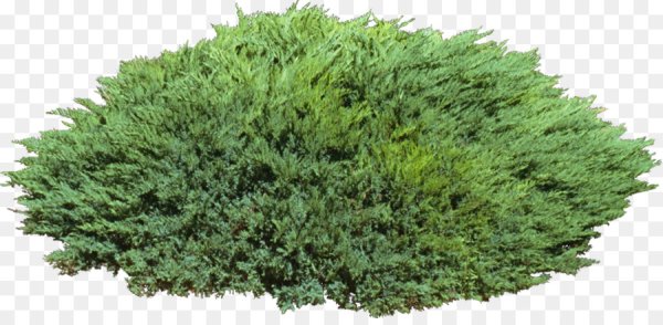 Можжевельник казацкий PNG