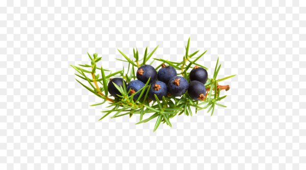 Ягоды можжевельника на прозрачном фоне