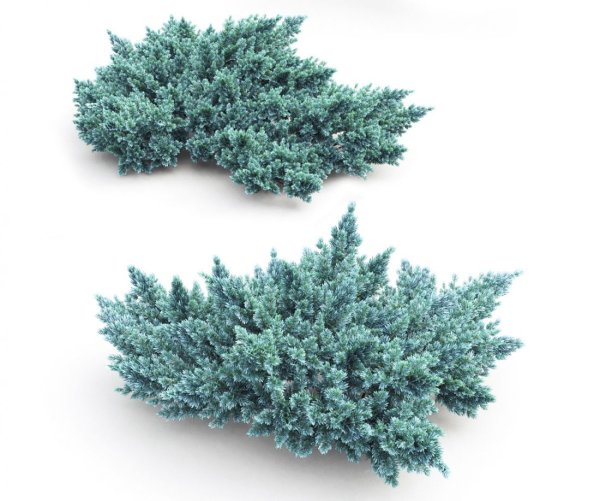 Можжевельник Пфитцериана Блю чип